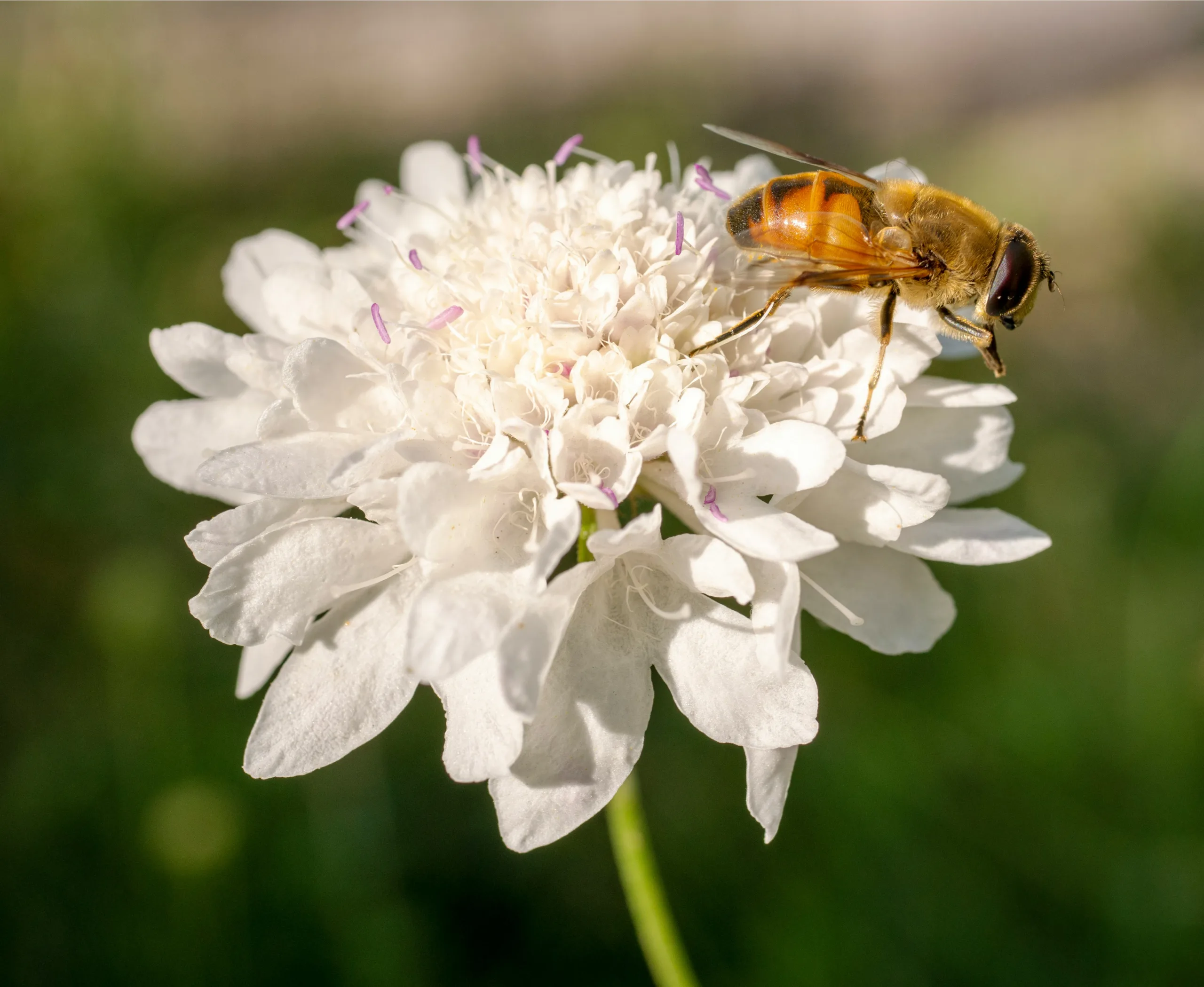 AfrawBio Cooperative - bee honey image