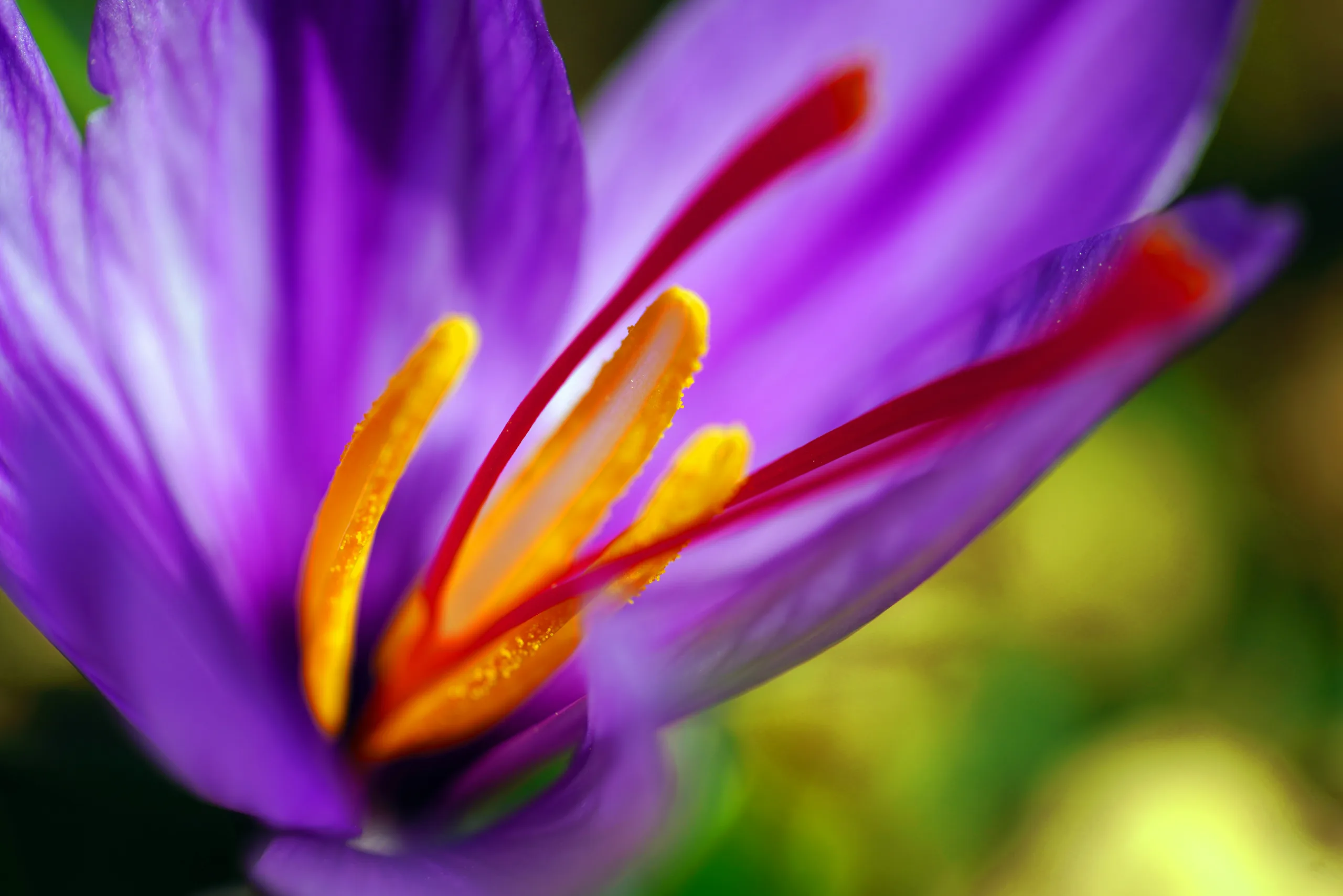 AfrawBio Cooperative - saffron image