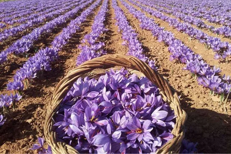 AfrawBio Cooperative - taliouine saffron image